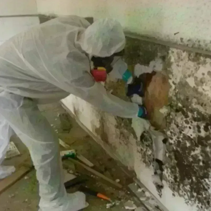 Mold Remediation and Removal in Sea Ranch, CA